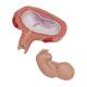3B Scientific L10/6 Fifth Month Fetus Model - Transverse Lie