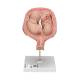 3B Scientific L10/7 Fifth Month Twin Fetus Model - Normal Position