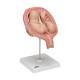 3B Scientific L10/7 Fifth Month Twin Fetus Model - Normal Position