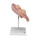 3B Scientific L10/7 Fifth Month Twin Fetus Model - Normal Position