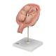 3B Scientific L10/7 Fifth Month Twin Fetus Model - Normal Position
