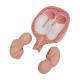 3B Scientific L10/7 Fifth Month Twin Fetus Model - Normal Position
