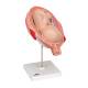 3B Scientific L10/8 Seventh Month Fetus Model