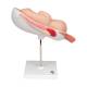 3B Scientific L10/8 Seventh Month Fetus Model