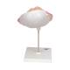 3B Scientific L10/8 Seventh Month Fetus Model