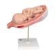 3B Scientific L10/8 Seventh Month Fetus Model