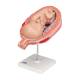 3B Scientific L10/8 Seventh Month Fetus Model