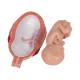 3B Scientific L10/8 Seventh Month Fetus Model