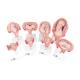 3B Scientific L10 Pregnancy Series - 8 Individual Embryo & Fetus Models
