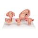 3B Scientific L11-9 Standard Pregnancy Series - 5 Models