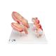 3B Scientific L11-9 Standard Pregnancy Series - 5 Models