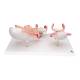 3B Scientific L11-9 Standard Pregnancy Series - 5 Models