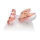 3B Scientific L11-9 Standard Pregnancy Series - 5 Models