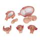 3B Scientific L11-9 Standard Pregnancy Series - 5 Models