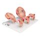 3B Scientific L11-9 Standard Pregnancy Series - 5 Models