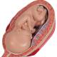 3B Scientific L11-9 Standard Pregnancy Series - 5 Models