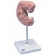 Embryo Model - 25 Times Life-Size