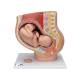 3B Scientific L20 Pregnancy Pelvis Model in Median Section with Removable Fetus (40 Weeks), 3-Part