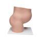 3B Scientific L20 Pregnancy Pelvis Model in Median Section with Removable Fetus (40 Weeks), 3-Part