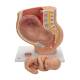 3B Scientific L20 Pregnancy Pelvis Model in Median Section with Removable Fetus (40 Weeks), 3-Part