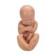 3B Scientific L20 Pregnancy Pelvis Model in Median Section with Removable Fetus (40 Weeks), 3-Part