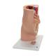 3B Scientific L20 Pregnancy Pelvis Model in Median Section with Removable Fetus (40 Weeks), 3-Part