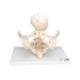 3B Scientific L30 Childbirth Demonstration Pelvis Model with Fetal Skull