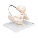 3B Scientific L30 Childbirth Demonstration Pelvis Model with Fetal Skull