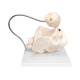 3B Scientific L30 Childbirth Demonstration Pelvis Model with Fetal Skull