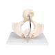 3B Scientific L30 Childbirth Demonstration Pelvis Model with Fetal Skull