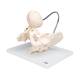 3B Scientific L30 Childbirth Demonstration Pelvis Model with Fetal Skull