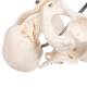 3B Scientific L30 Childbirth Demonstration Pelvis Model with Fetal Skull