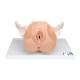 3B Scientific L31 Female Pelvis Skeleton with Genital Organs Model 3-Part