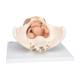 3B Scientific L31 Female Pelvis Skeleton with Genital Organs Model 3-Part