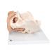 3B Scientific L31 Female Pelvis Skeleton with Genital Organs Model 3-Part