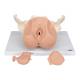 3B Scientific L31 Female Pelvis Skeleton with Genital Organs Model 3-Part