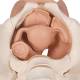 3B Scientific L31 Female Pelvis Skeleton with Genital Organs Model 3-Part