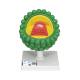 3B Scientific L40 AIDS-Virus Model