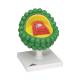 3B Scientific L40 AIDS-Virus Model
