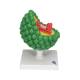 3B Scientific L40 AIDS-Virus Model