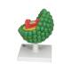3B Scientific L40 AIDS-Virus Model