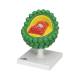3B Scientific L40 AIDS-Virus Model
