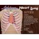 Life/form Anterior Heart & Lung Sites Poster