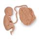 Life/form Human Fetus Replica - 20 Week