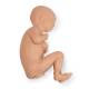 Life/form Human Fetus Replica - Full-Term Male