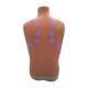 Nasco LF01290 Auscultation Trainer 2.0, Back View