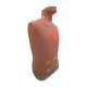 Nasco LF01290 Auscultation Trainer 2.0, Front Right Angle View