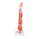 3B Scientific M10 Muscles of the Left Arm Model 6-Part 3/4 Life-Size - 3B Smart Anatomy