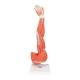 3B Scientific M10 Muscles of the Left Arm Model 6-Part 3/4 Life-Size - 3B Smart Anatomy