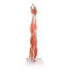 3B Scientific M10 Muscles of the Left Arm Model 6-Part 3/4 Life-Size - 3B Smart Anatomy